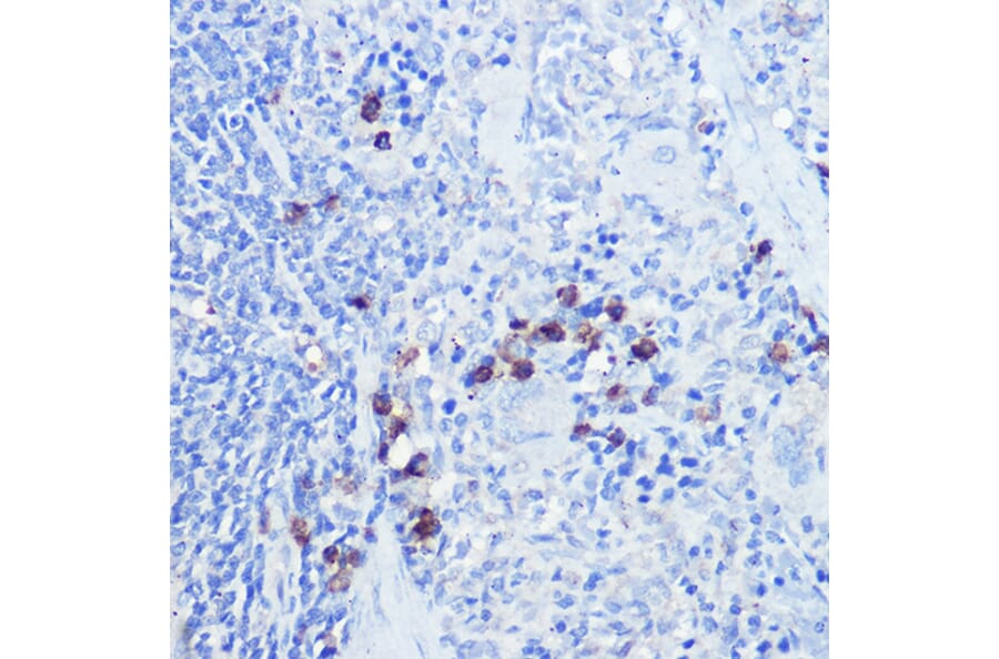 Immunohistochemistry - Anti-TLR9 Antibody (A88078) - Antibodies.com