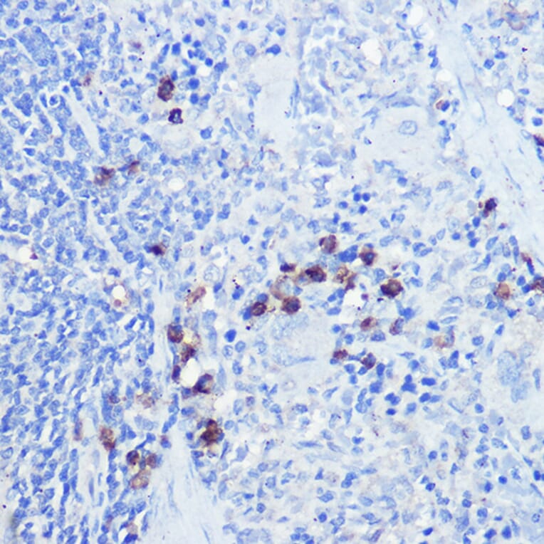 Immunohistochemistry - Anti-TLR9 Antibody (A88078) - Antibodies.com