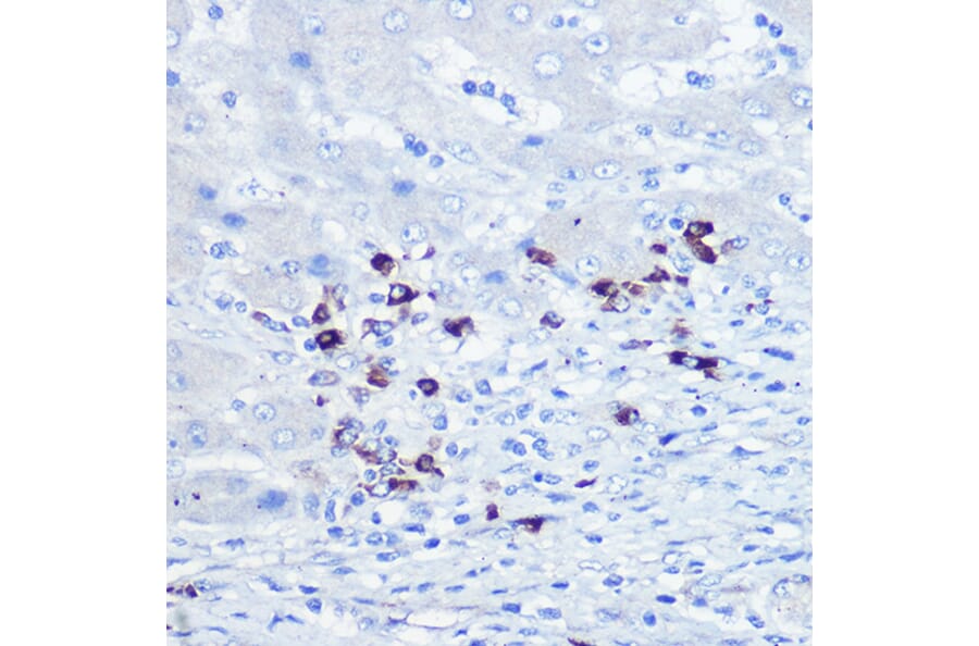 Immunohistochemistry - Anti-TLR9 Antibody (A88078) - Antibodies.com