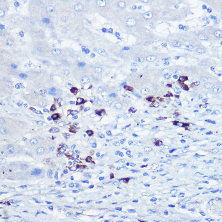 Immunohistochemistry - Anti-TLR9 Antibody (A88078) - Antibodies.com