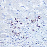 Immunohistochemistry - Anti-TLR9 Antibody (A88078) - Antibodies.com