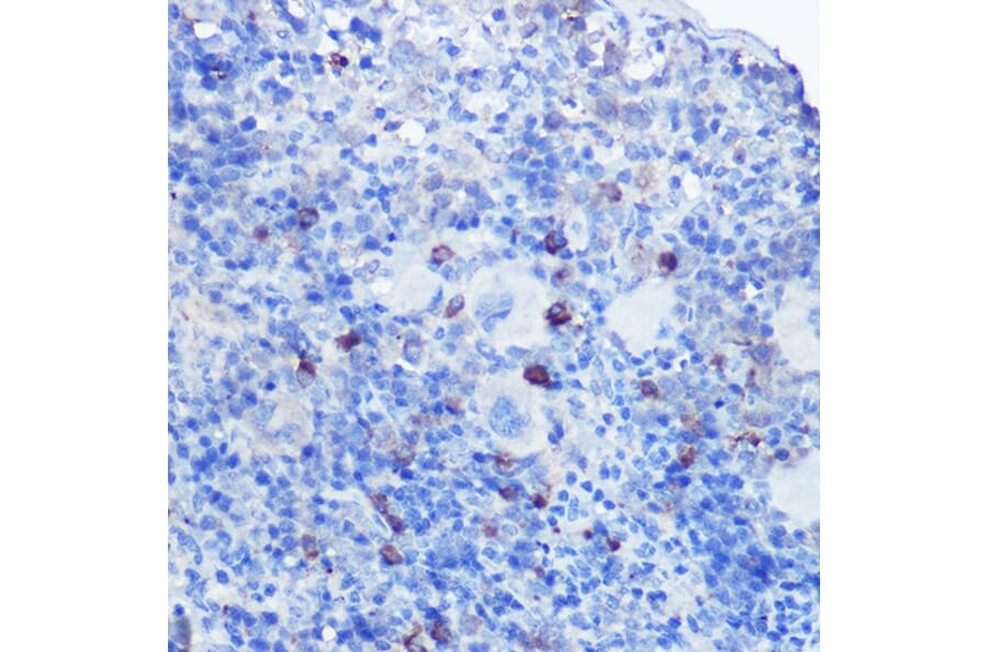 Immunohistochemistry - Anti-TLR9 Antibody (A88078) - Antibodies.com