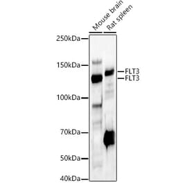 Western Blot - Anti-Flt3 / CD135 Antibody (A88079) - Antibodies.com