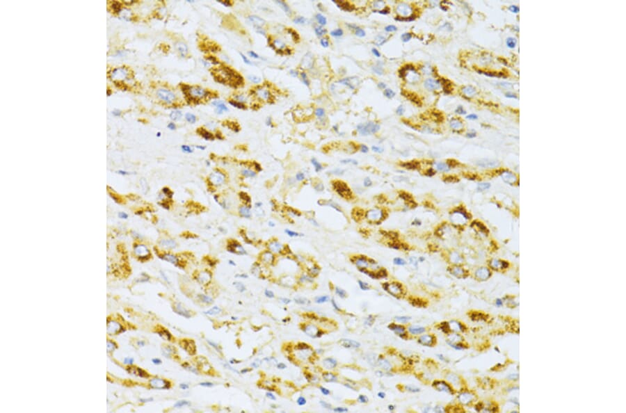 Immunohistochemistry - Anti-Flt3/CD135 Antibody (A88079) - Antibodies.com