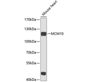 Western Blot - Anti-MCM10 Antibody (A88083) - Antibodies.com