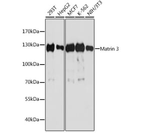 Western Blot - Anti-Matrin 3 Antibody (A88084) - Antibodies.com