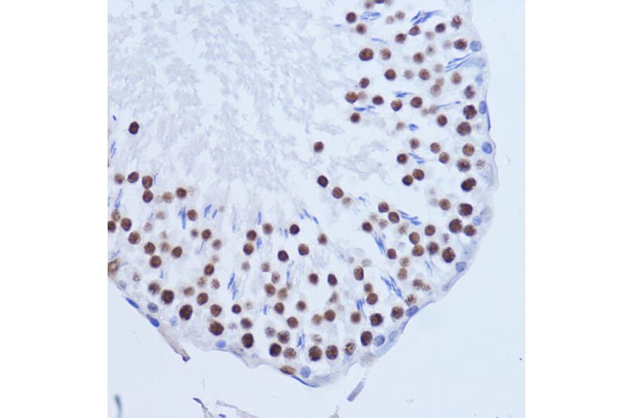 Immunohistochemistry - Anti-Matrin 3 Antibody (A88084) - Antibodies.com