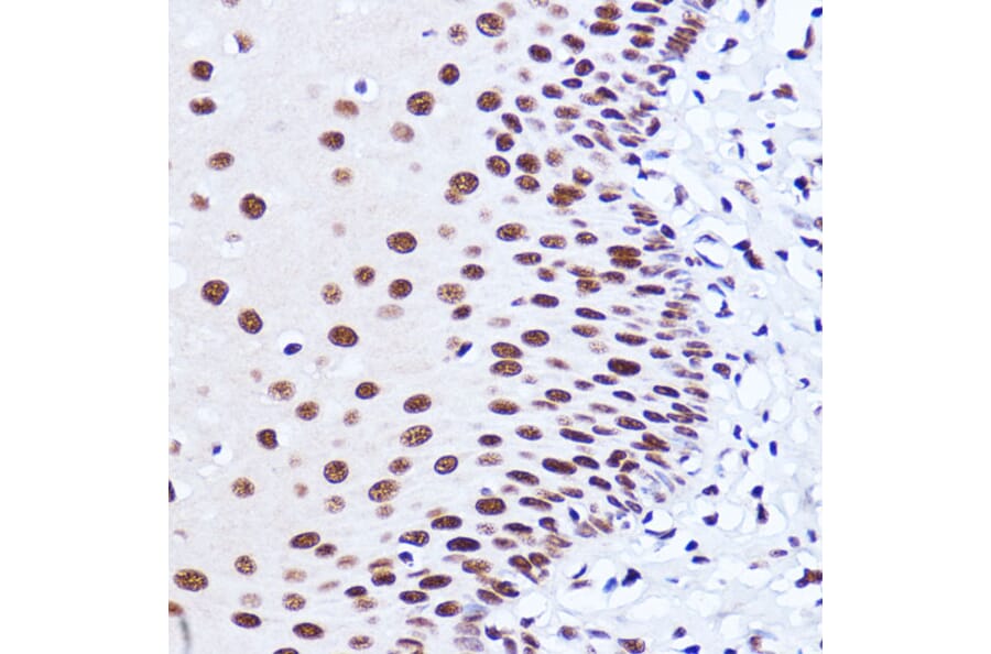 Immunohistochemistry - Anti-Matrin 3 Antibody (A88084) - Antibodies.com