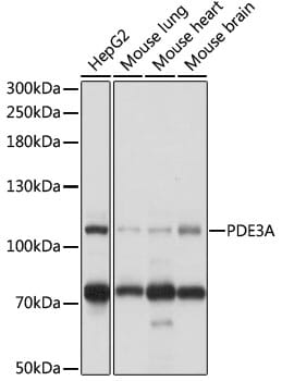 Western blot analysis of extracts of various cell lines, using Anti-PDE3A Antibody (A17919) at 1:1,000 dilution.
Secondary antibody: Goat Anti-Rabbit IgG (H+L) (HRP) (AS014) at 1:10,000 dilution.
Lysates / proteins: 25µg per lane.
Blocking buffer: 3% non-fat dry milk in TBST.
Detection: ECL Basic Kit (RM00020).
Exposure time: 5s.