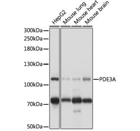 Western Blot - Anti-PDE3A Antibody (A88086) - Antibodies.com