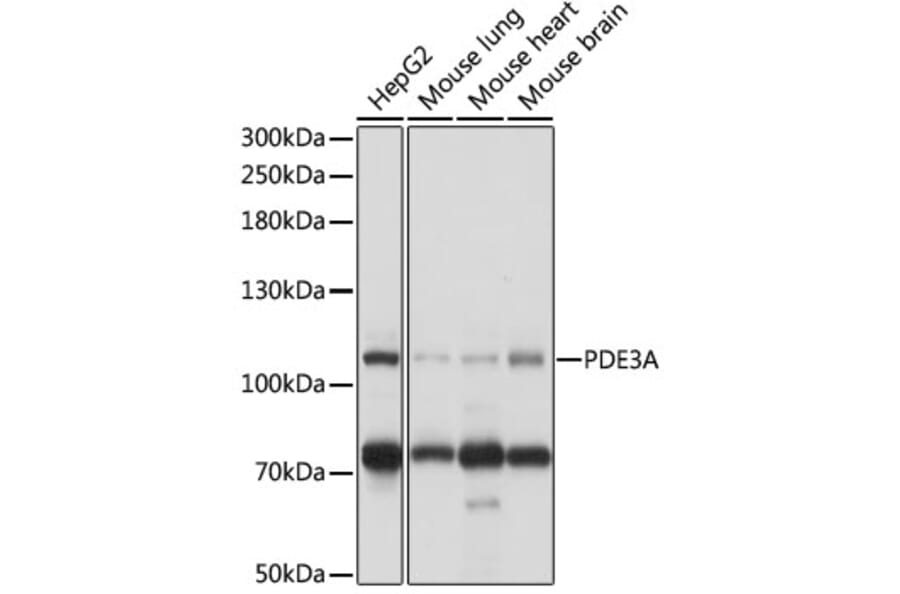 Western Blot - Anti-PDE3A Antibody (A88086) - Antibodies.com