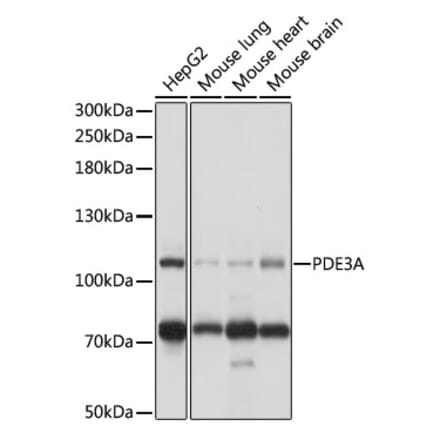 Western Blot - Anti-PDE3A Antibody (A88086) - Antibodies.com