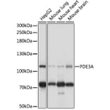 Western Blot - Anti-PDE3A Antibody (A88086) - Antibodies.com