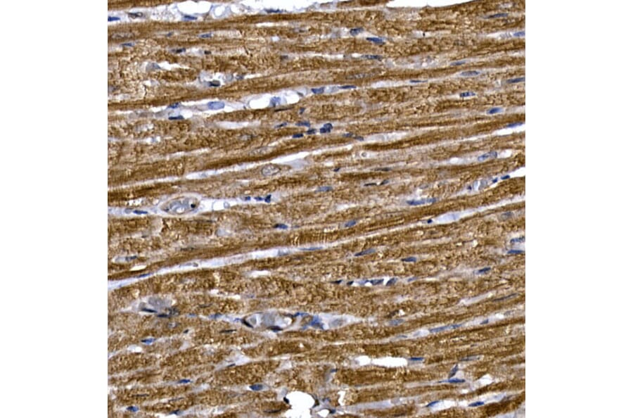 Immunohistochemistry - Anti-PDE3A Antibody (A88086) - Antibodies.com