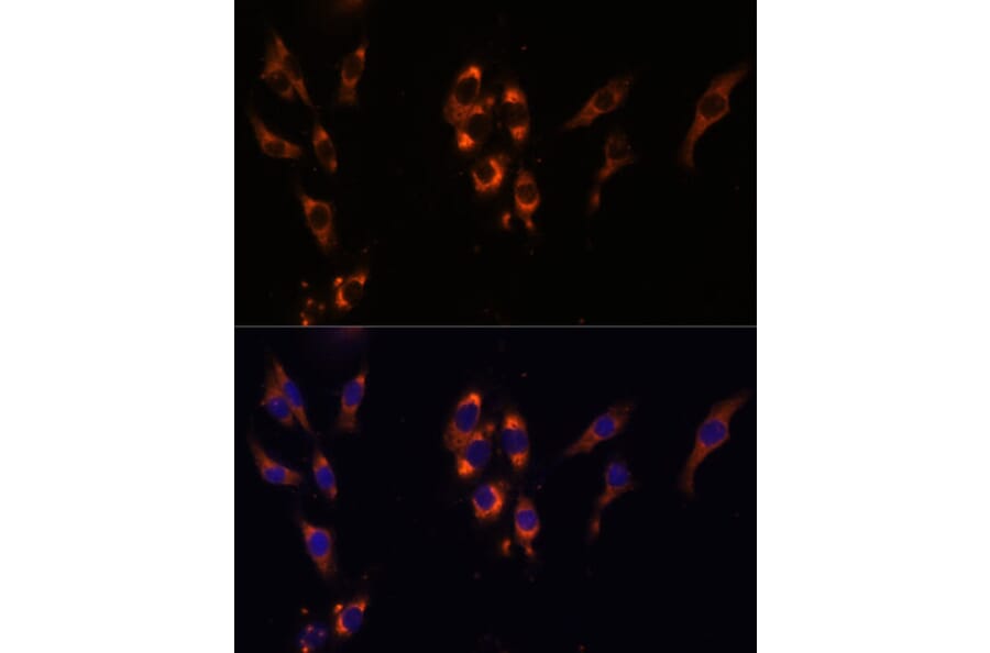 Immunofluorescence - Anti-PDE3A Antibody (A88086) - Antibodies.com