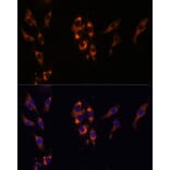 Immunofluorescence - Anti-PDE3A Antibody (A88086) - Antibodies.com