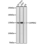 Western Blot - Anti-CAPRIN2 Antibody (A88090) - Antibodies.com