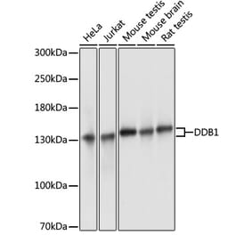 Western Blot - Anti-DDB1 Antibody (A88091) - Antibodies.com
