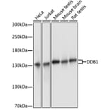 Western Blot - Anti-DDB1 Antibody (A88091) - Antibodies.com