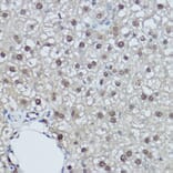 Immunohistochemistry - Anti-DDB1 Antibody (A88091) - Antibodies.com