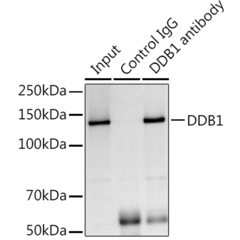 Western Blot - Anti-DDB1 Antibody (A88091) - Antibodies.com