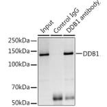 Western Blot - Anti-DDB1 Antibody (A88091) - Antibodies.com