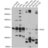 Western Blot - Anti-NOL6 Antibody (A88092) - Antibodies.com