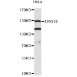Western Blot - Anti-MYO1E Antibody (A13032) - Antibodies.com