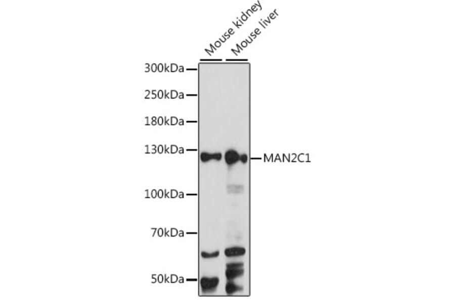 Western Blot - Anti-MAN2C1 Antibody (A88097) - Antibodies.com