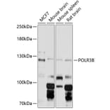 Western Blot - Anti-POLR3B Antibody (A88099) - Antibodies.com