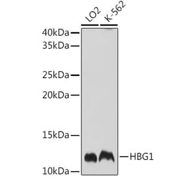 Western Blot - Anti-Fetal Hemoglobin Antibody (A88103) - Antibodies.com