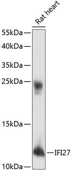 Western blot analysis of extracts of rat heart, using Anti-IFI27 Antibody (A14174) at 1:1,000 dilution.
Secondary antibody: Goat Anti-Rabbit IgG (H+L) (HRP) (AS014) at 1:10,000 dilution.
Lysates / proteins: 25µg per lane.
Blocking buffer: 3% non-fat dry milk in TBST.
Detection: ECL Basic Kit (RM00020).
Exposure time: 90s.