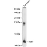 Western Blot - Anti-IFI27 Antibody (A88104) - Antibodies.com