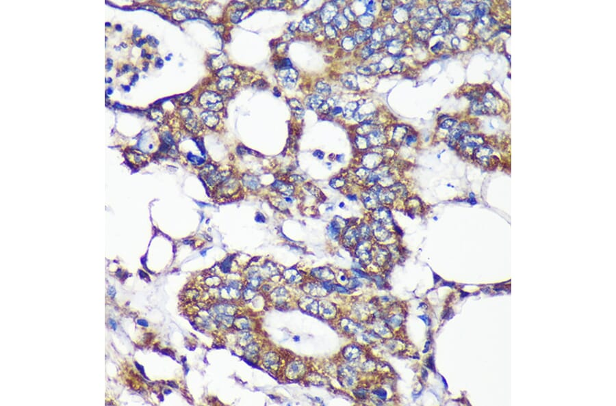 Immunohistochemistry - Anti-SLIRP Antibody (A88105) - Antibodies.com
