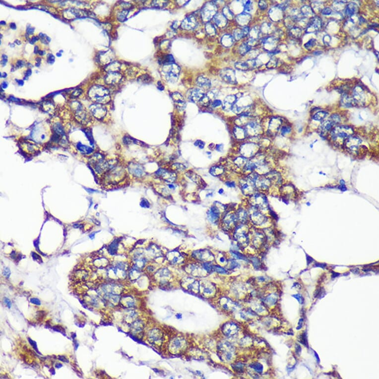 Immunohistochemistry - Anti-SLIRP Antibody (A88105) - Antibodies.com