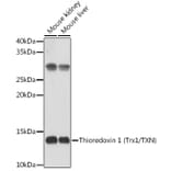 Western Blot - Anti-Thioredoxin / TRX Antibody (A88106) - Antibodies.com