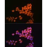 Immunofluorescence - Anti-Thioredoxin / TRX Antibody (A88106) - Antibodies.com