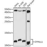 Western Blot - Anti-DYNLL1/PIN Antibody (A88107) - Antibodies.com