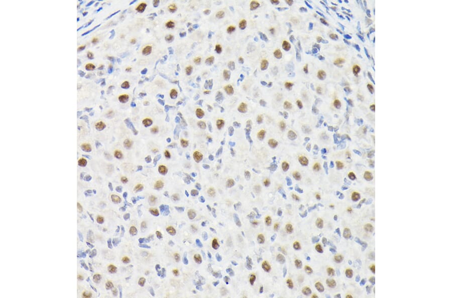 Immunohistochemistry - Anti-DYNLL1/PIN Antibody (A88107) - Antibodies.com