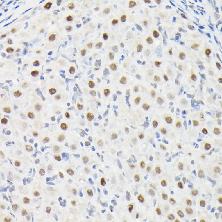 Immunohistochemistry - Anti-DYNLL1/PIN Antibody (A88107) - Antibodies.com