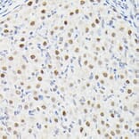 Immunohistochemistry - Anti-DYNLL1/PIN Antibody (A88107) - Antibodies.com