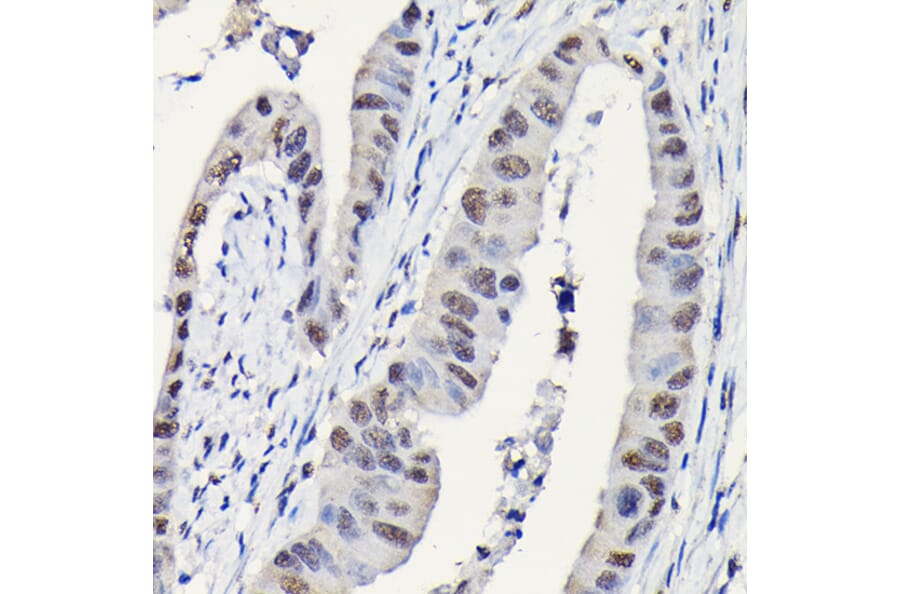 Immunohistochemistry - Anti-DYNLL1/PIN Antibody (A88107) - Antibodies.com