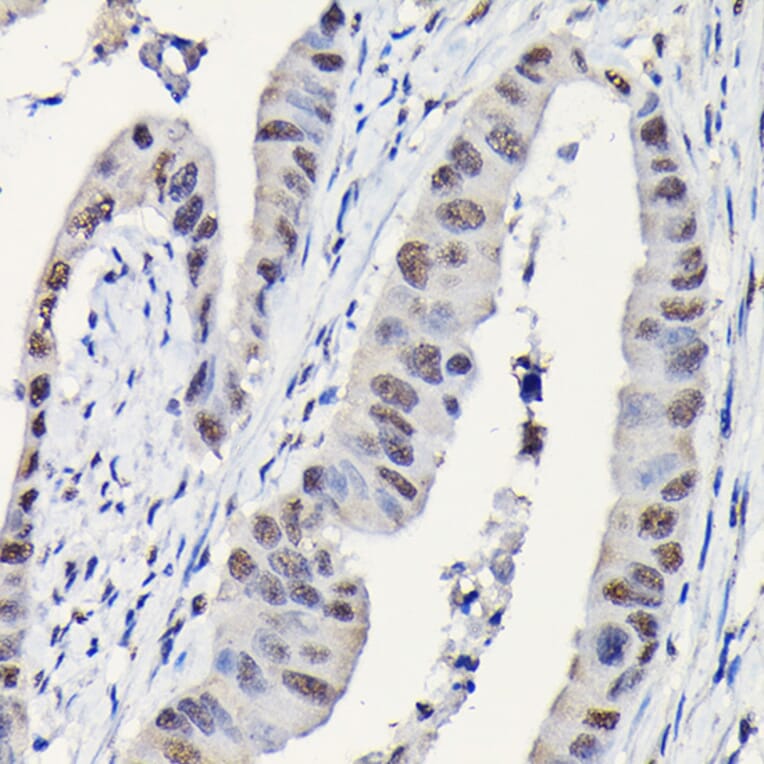 Immunohistochemistry - Anti-DYNLL1/PIN Antibody (A88107) - Antibodies.com