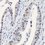 Immunohistochemistry - Anti-DYNLL1/PIN Antibody (A88107) - Antibodies.com