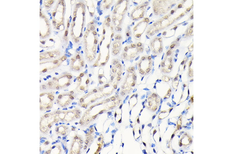 Immunohistochemistry - Anti-DYNLL1/PIN Antibody (A88107) - Antibodies.com