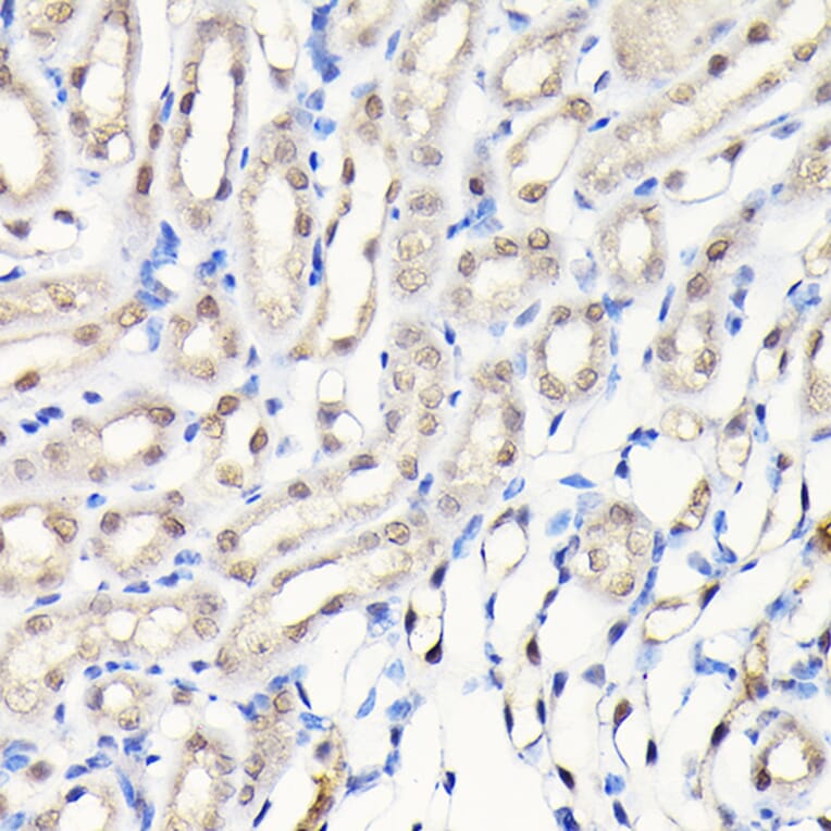 Immunohistochemistry - Anti-DYNLL1/PIN Antibody (A88107) - Antibodies.com