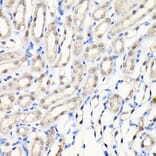 Immunohistochemistry - Anti-DYNLL1/PIN Antibody (A88107) - Antibodies.com