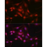 Immunofluorescence - Anti-DYNLL1/PIN Antibody (A88107) - Antibodies.com