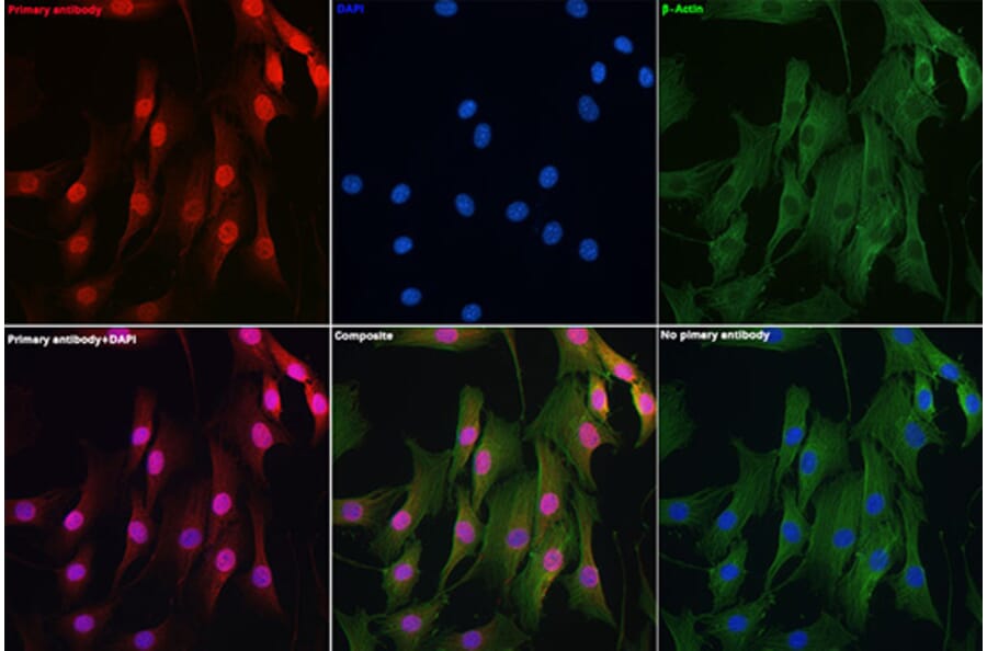 Immunofluorescence - Anti-DYNLL1/PIN Antibody (A88107) - Antibodies.com