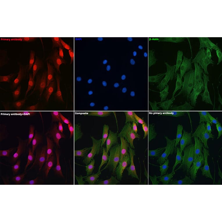 Immunofluorescence - Anti-DYNLL1/PIN Antibody (A88107) - Antibodies.com